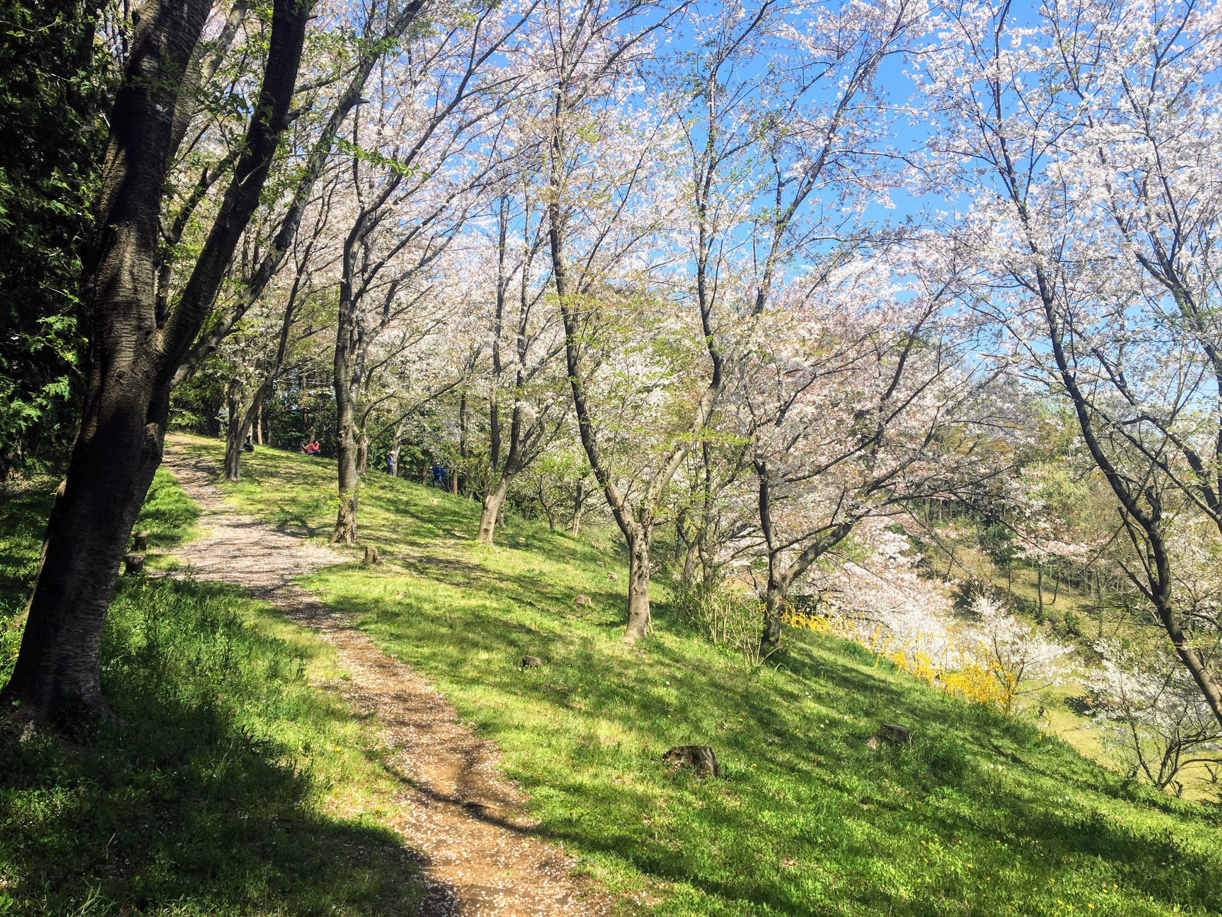 新治市民の森 春 ランニング