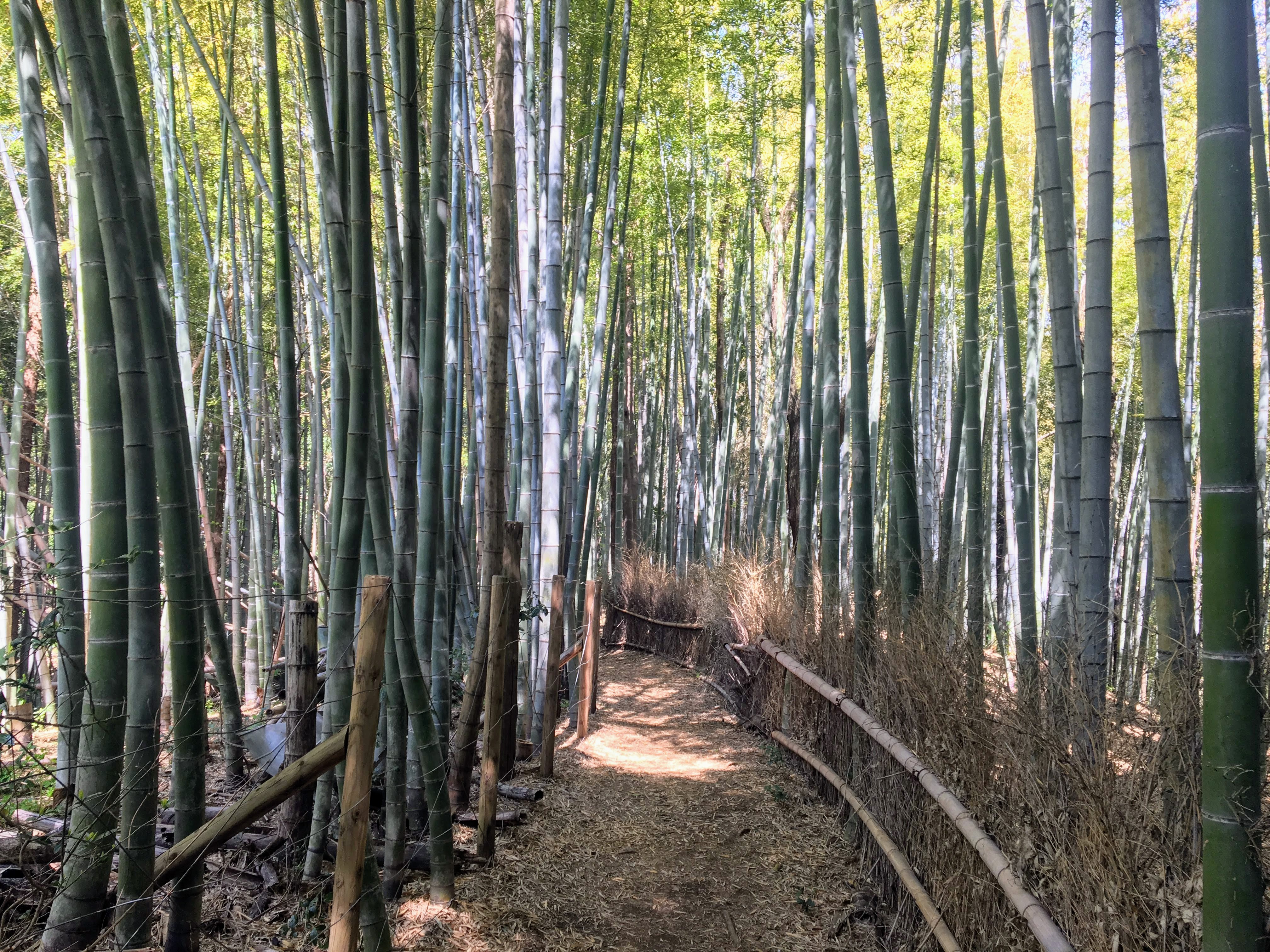 新治市民の森 竹林 ランニング