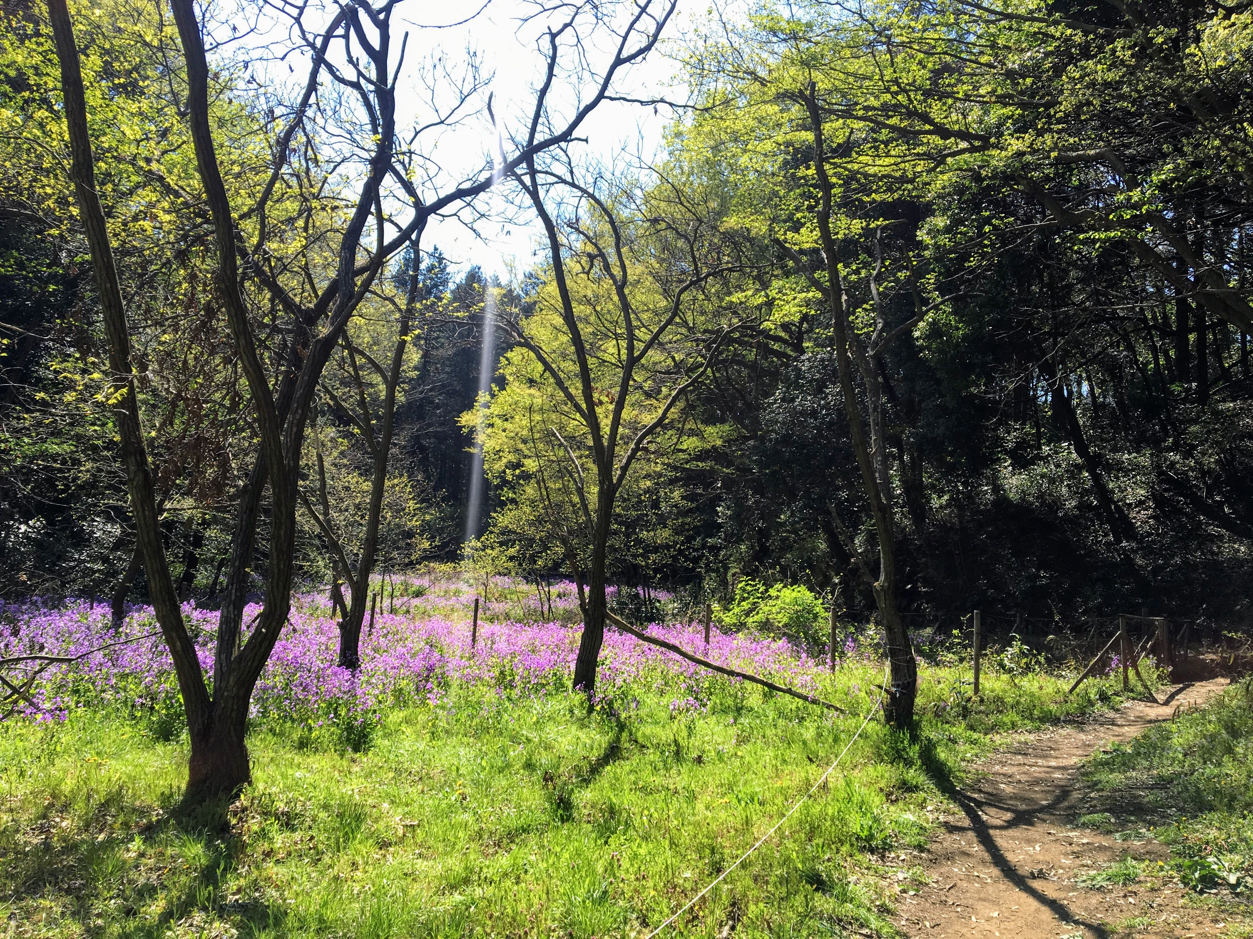 新治市民の森 花 ランニング