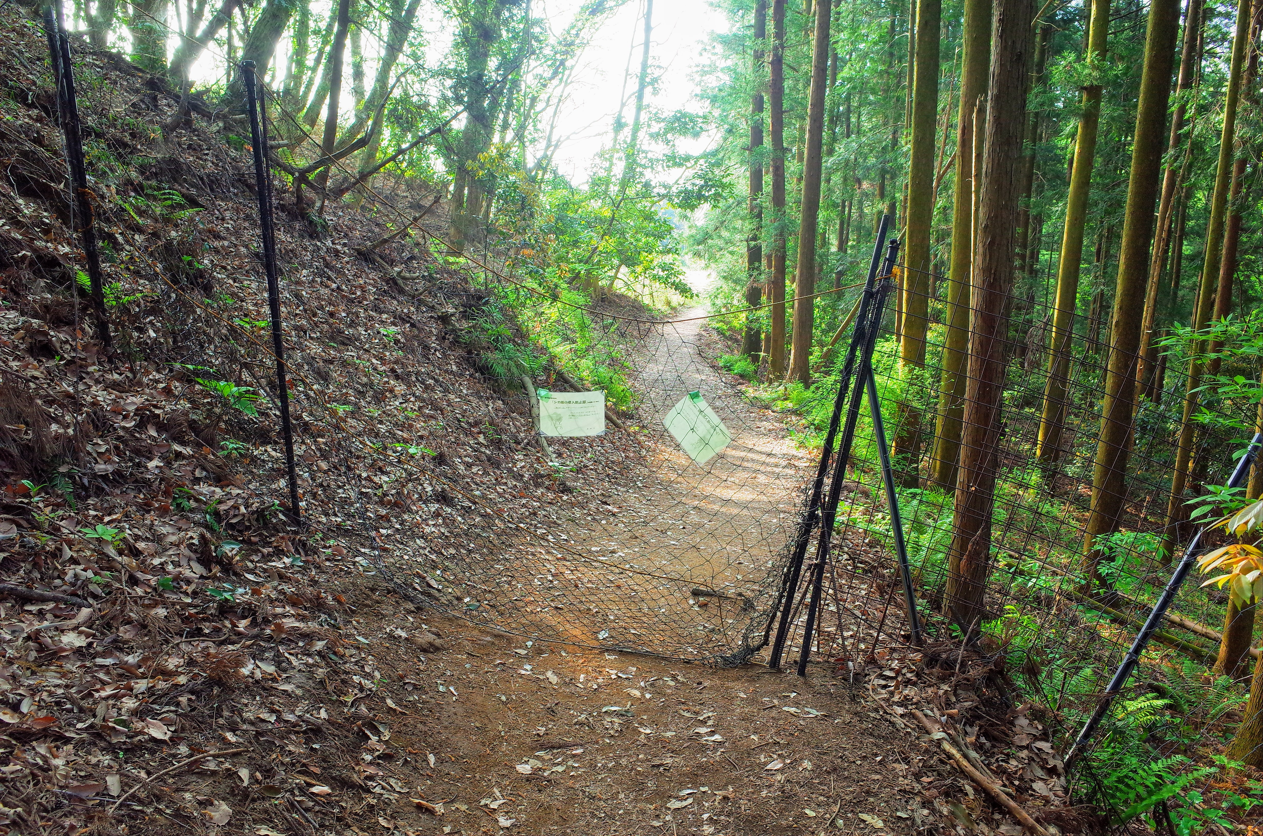 大倉 鍋割山 登山口
