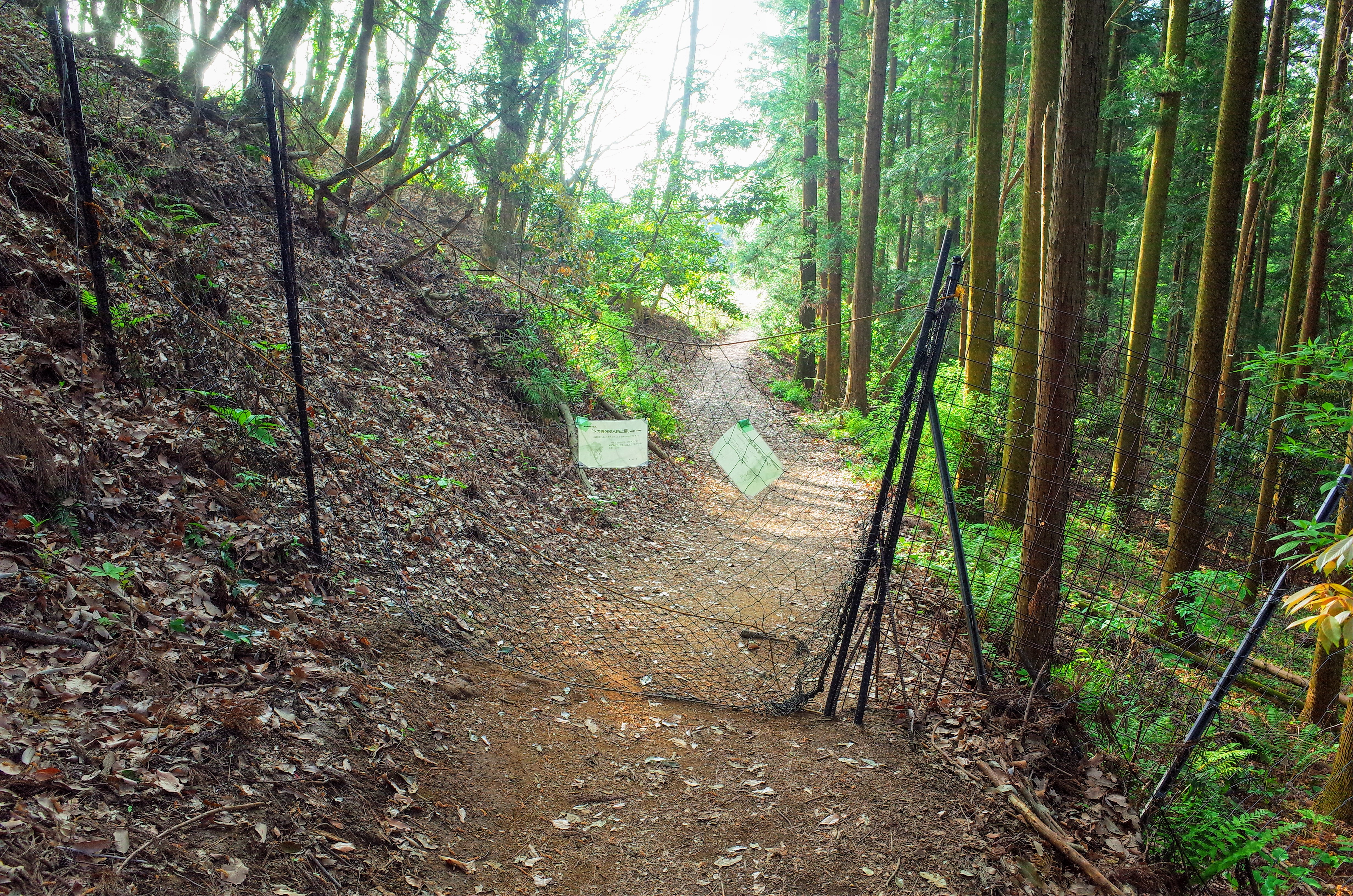 大倉　鍋割山　登山口