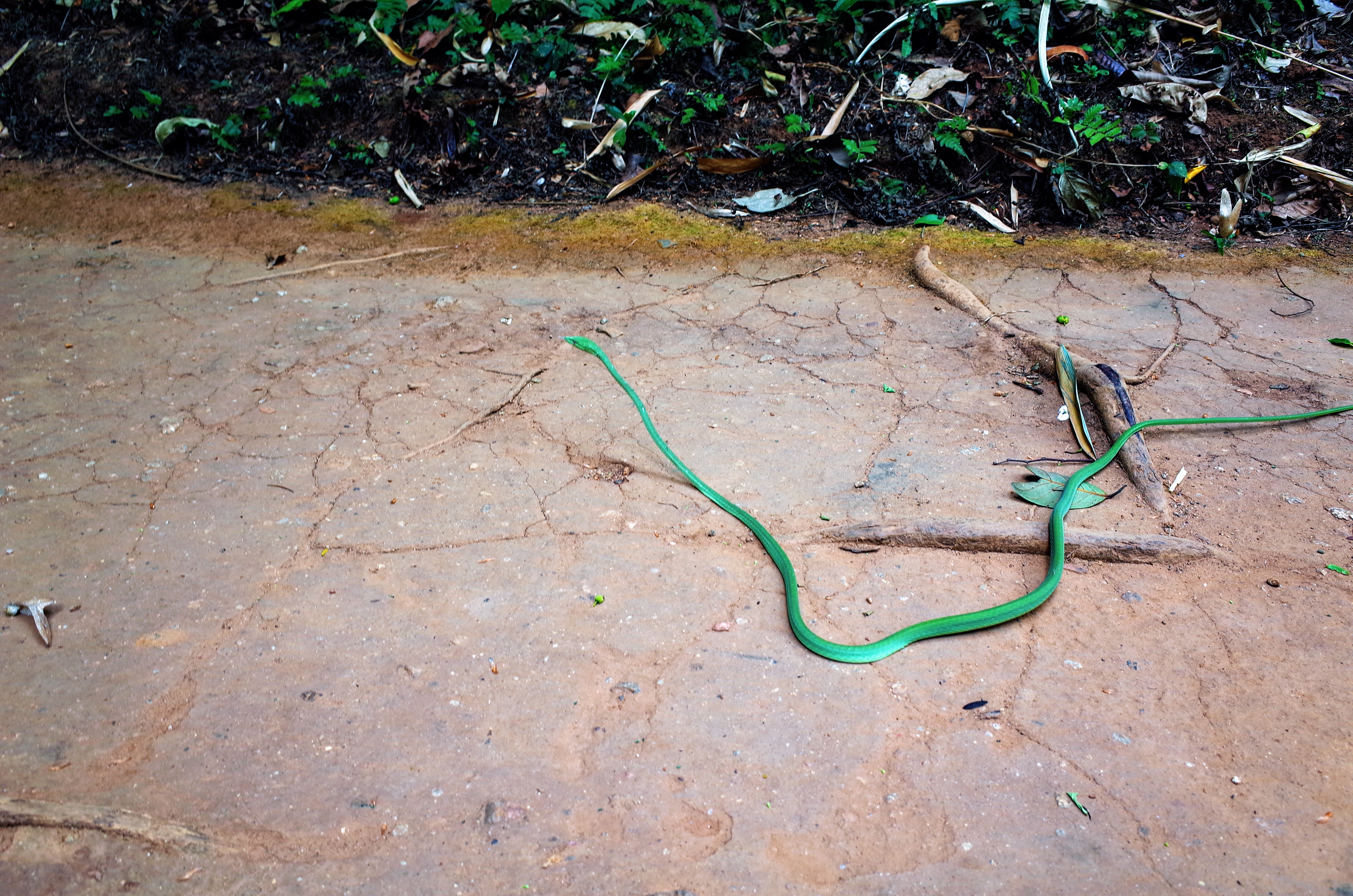 滝の近くで遭遇したヘビ。綺麗な色で、楽しそうにクネってた。ヘビの写真です。
