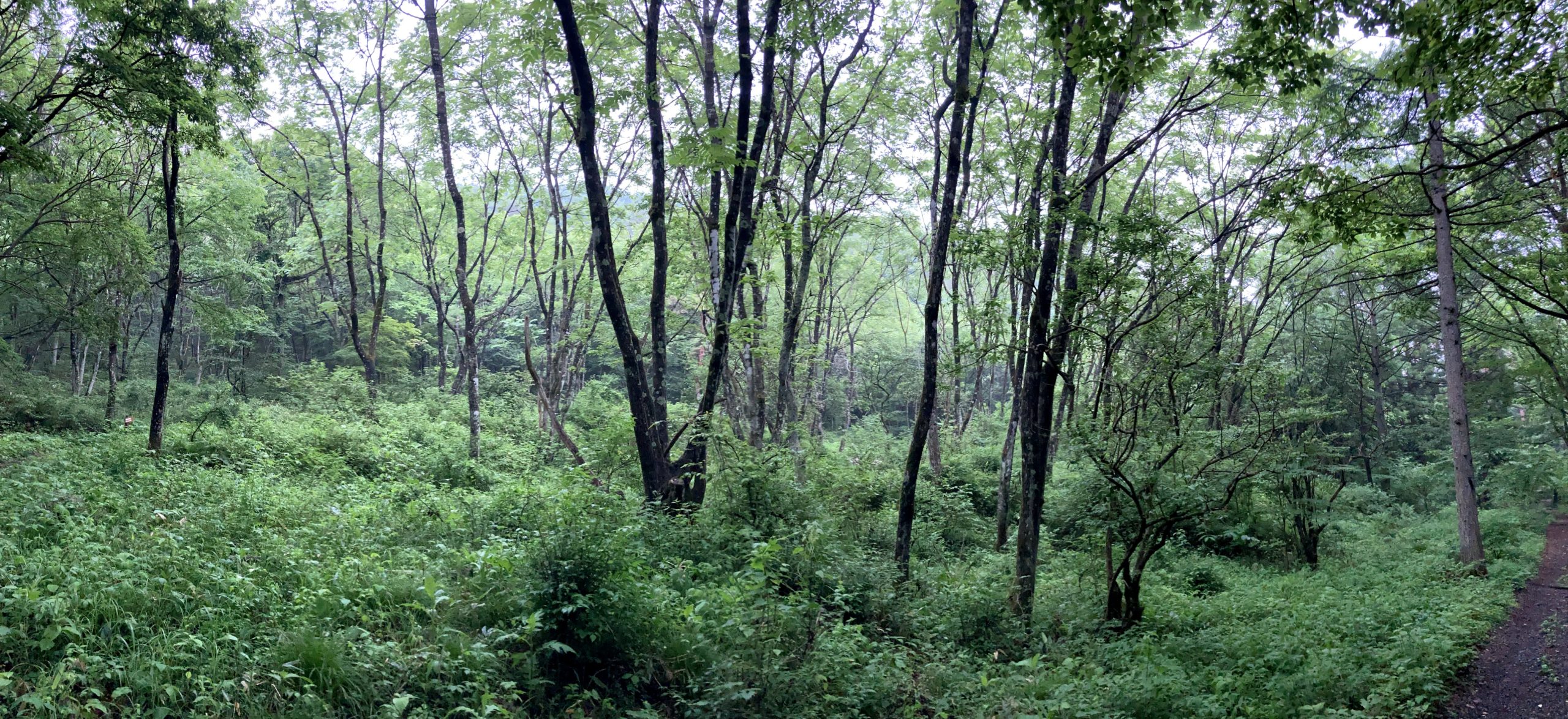 安曇野ではちょうど雨だった事もあって、新緑の梅雨らしいハイキングを楽しめた。森の写真。