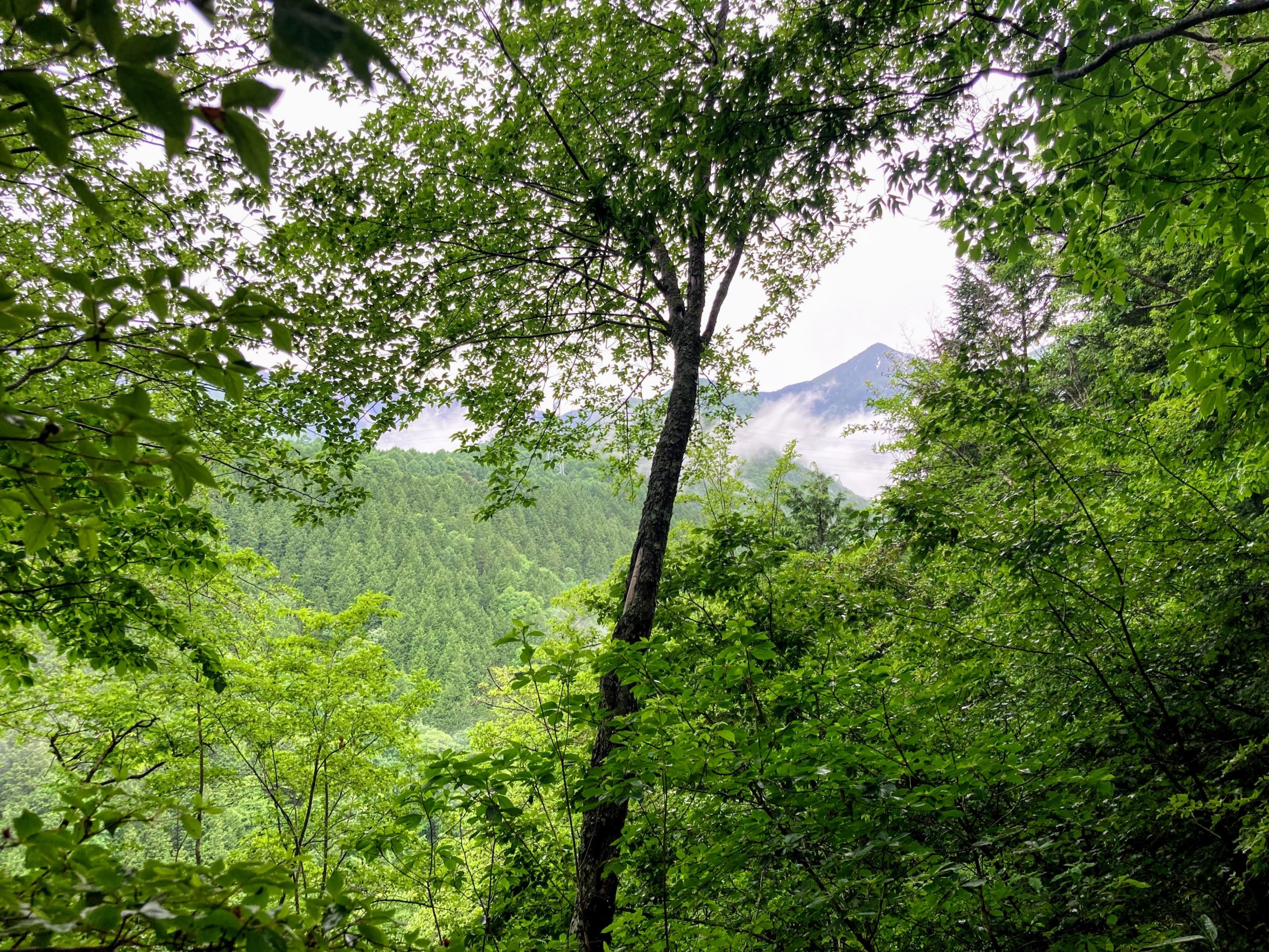 森の間から姿を見せた常念岳の写真
